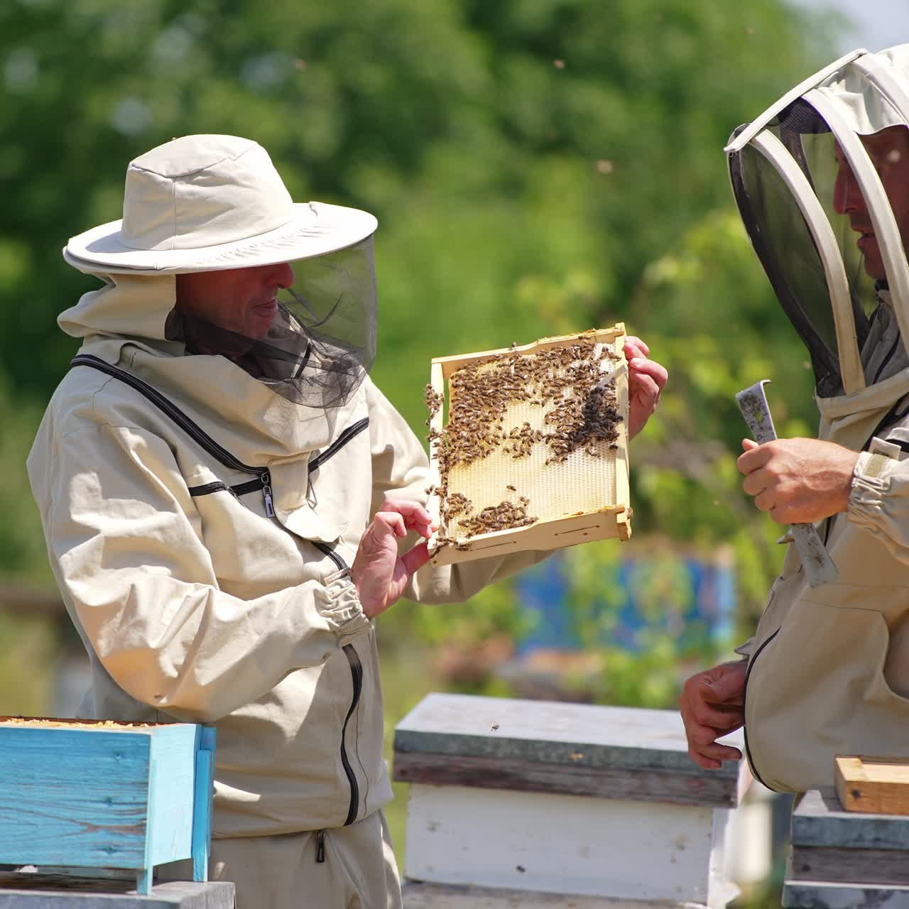 Apicoltori tengono in mano un favo e ne parlano. Uomini discutono del favo ricoperto di api. Natura sfocata sullo sfondo