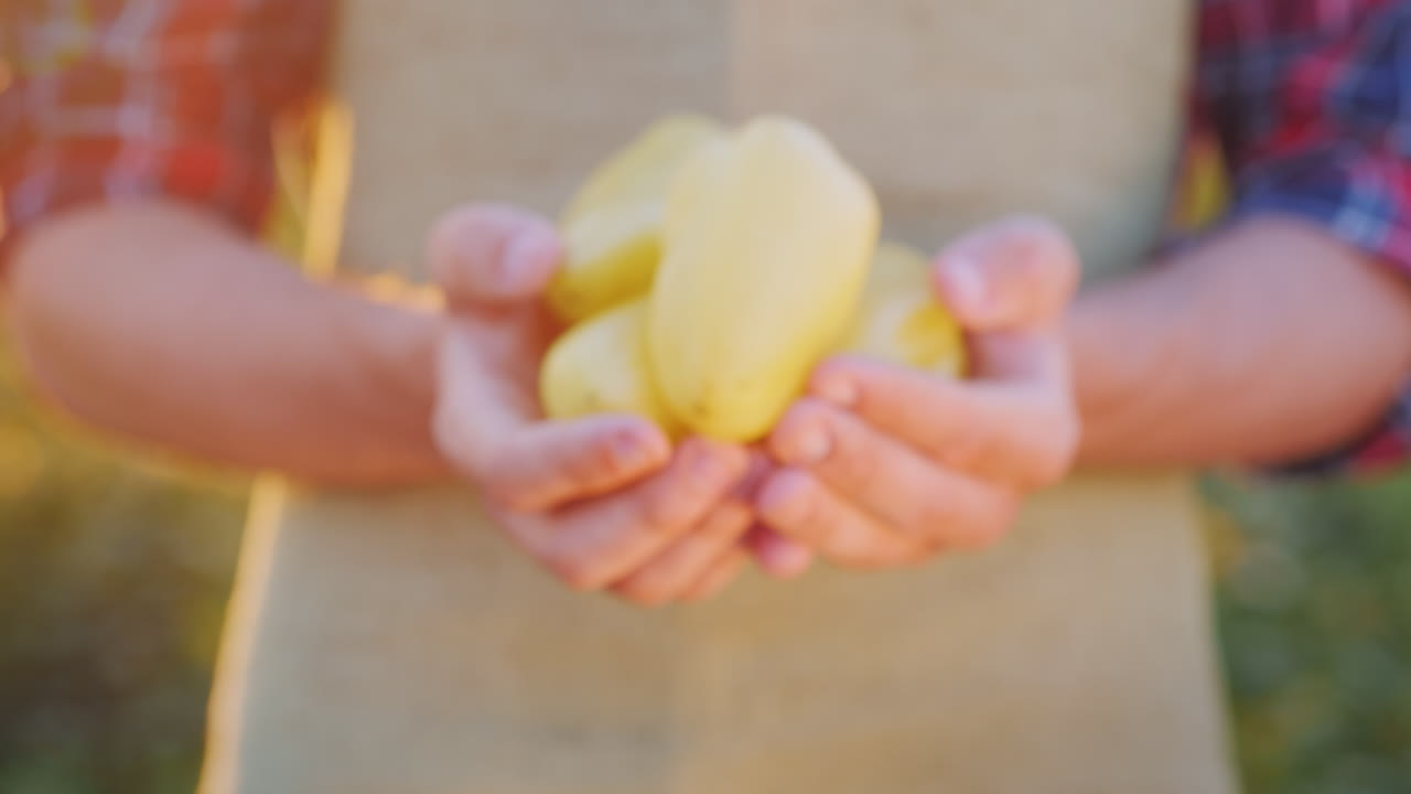 las manos del agricultor sostienen jugosas verduras frescas de pimienta búlgara del concepto de campo