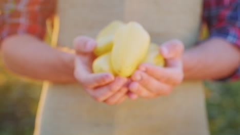 the farmer's hands hold juicy bulgarian pepper fresh vegetables from the field concept