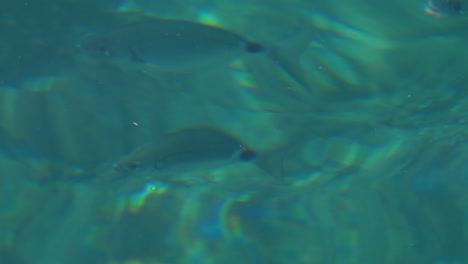 Close-up-of-Various-fishes-swimming-in-clear-water-from-above-in-the-Mediterranean-Sea,-Balearic-Islands,-Spain