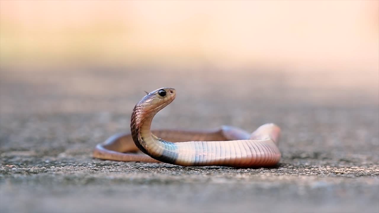 Un cobra di medie dimensioni con un corpo sottile rispetto ad altri cobra.