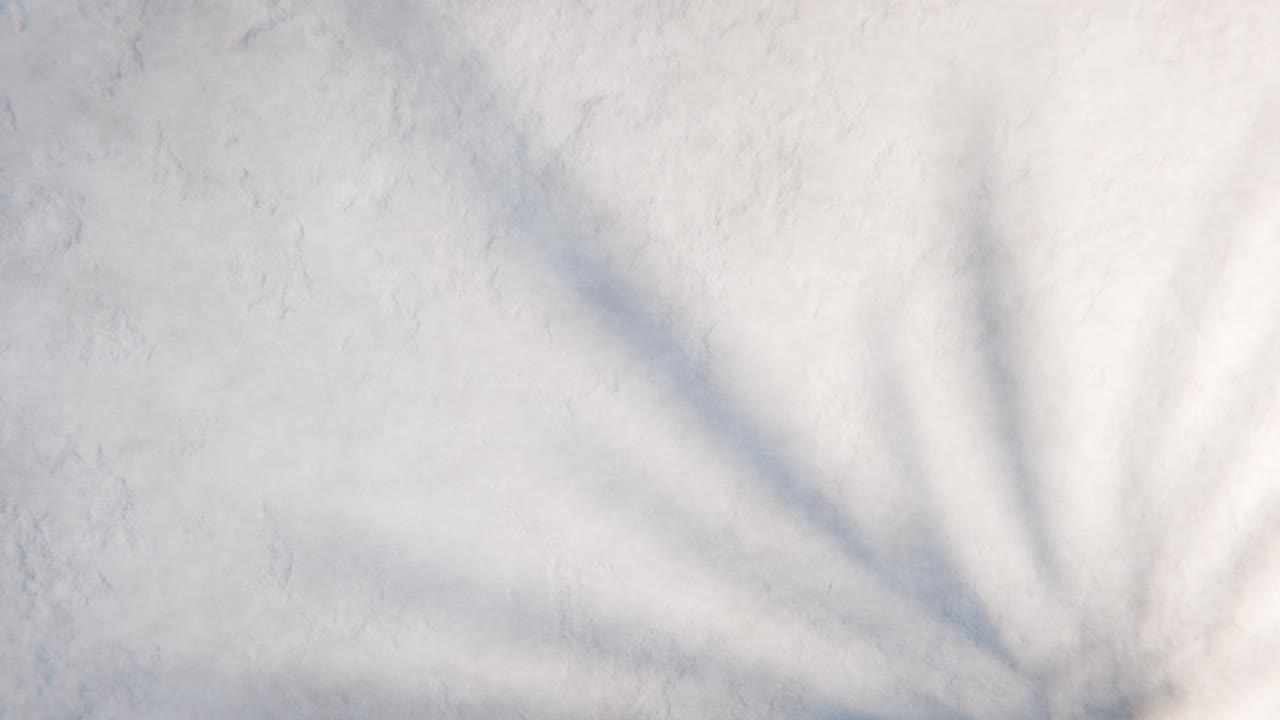 Swaying Palm Leaf Shadows on a Textured White Wall