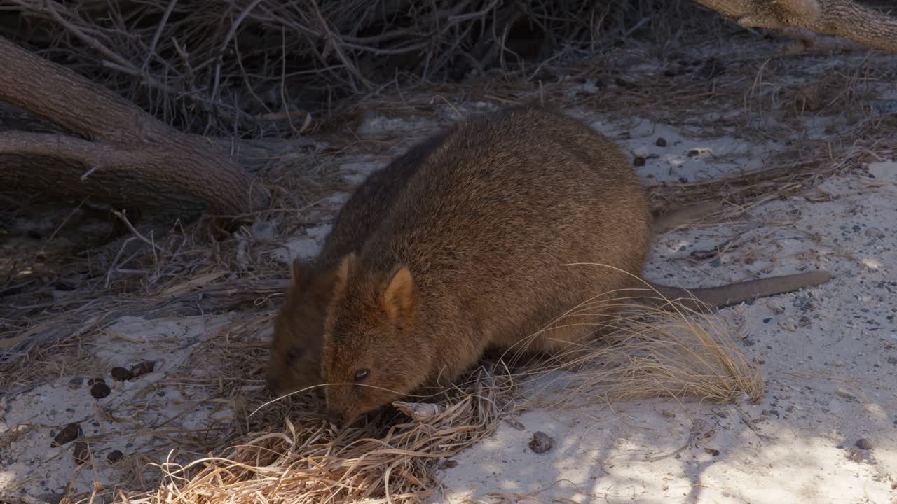 Two adorable quokkas chewing on grass in their natural habitat, offering a charming glimpse of wildlife behavior in a serene, grassy environment.