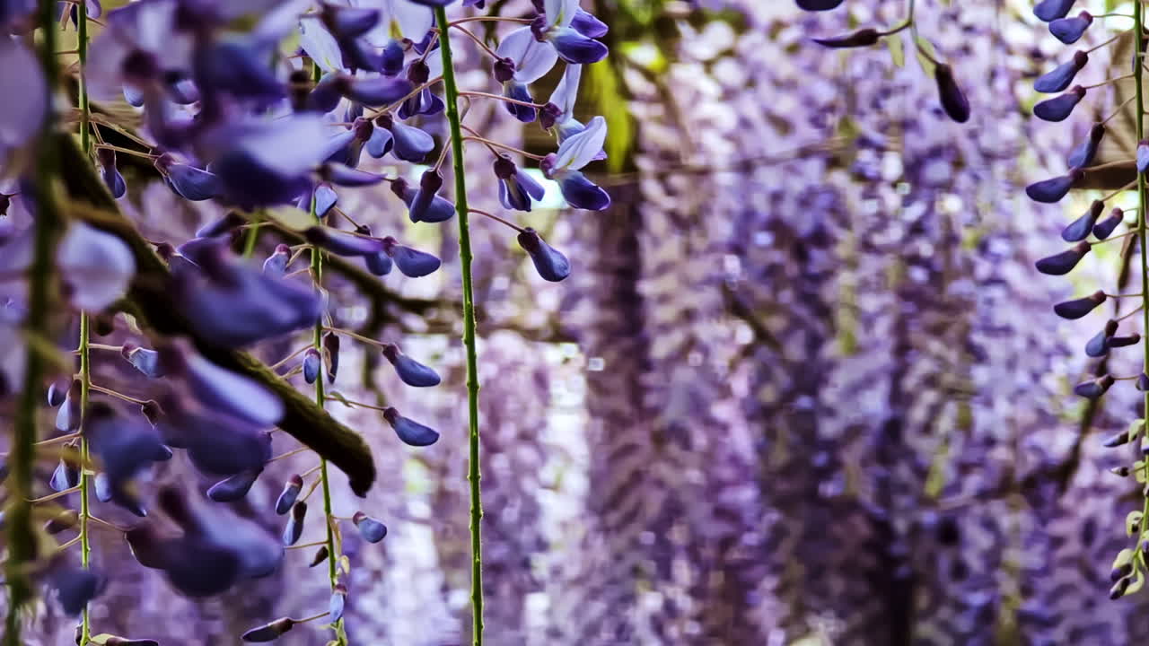Fresh Purple Flowers In Bloom At Springtime. Selective Focus Shot