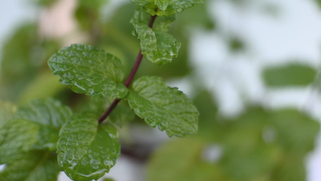 video hd de hojas de menta verde en el viento