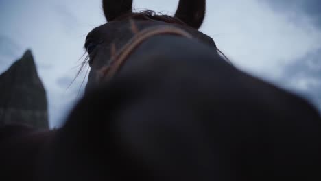 extreme close-up of a brown horse. headshot