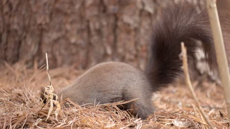 Eurasian-Gray-Squirrel-eating-nut-standing-on-hind-legs-next-to-the-trunk---side-view