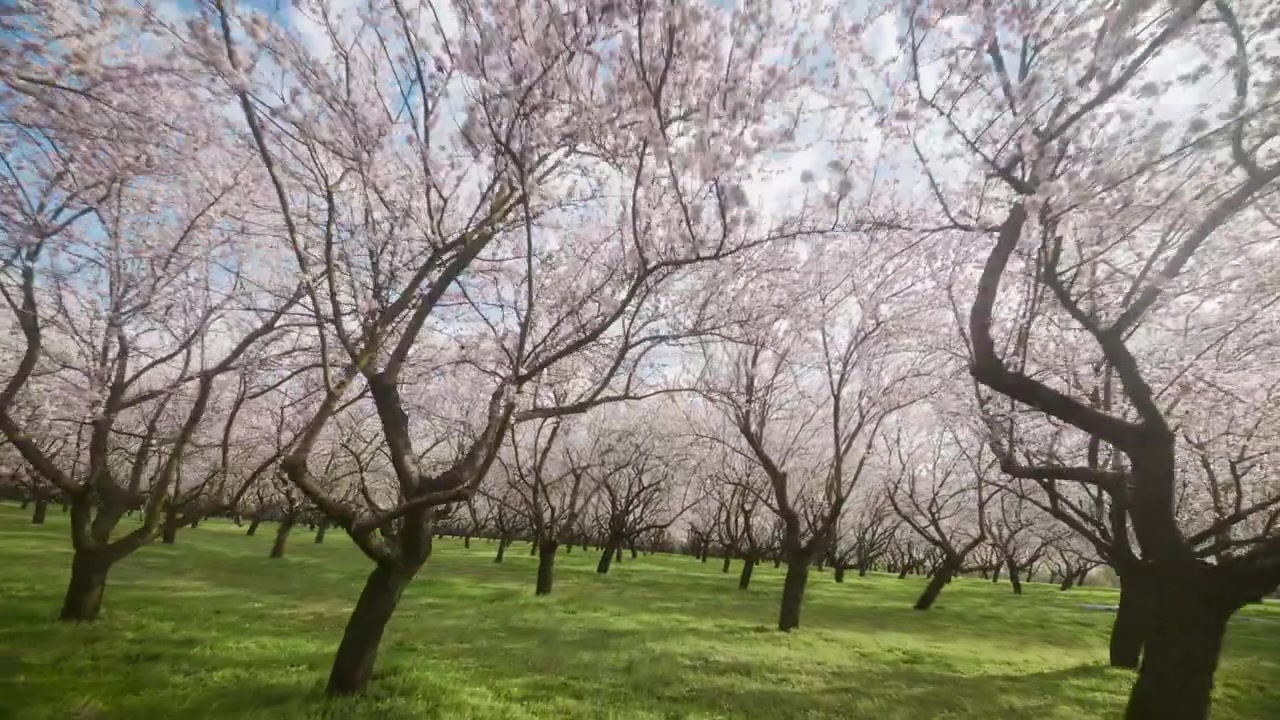 Mandorli in fiore con petali rosa che ricoprono un prato verde sotto un cielo primaverile. Grandangolo