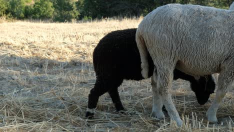 animal sheep eating grass