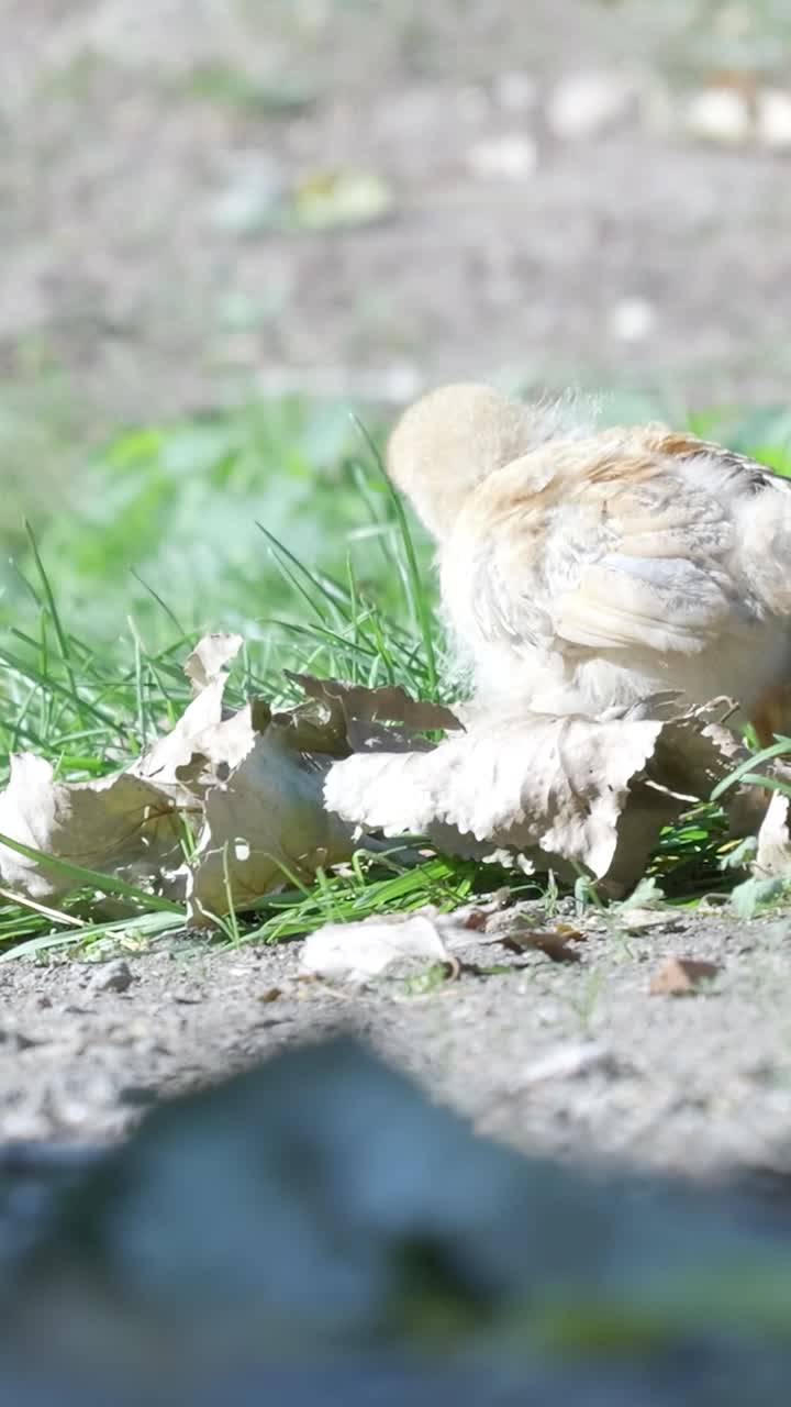 A chick in grass and leaves