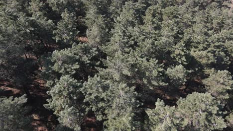 ambiente aereo natural 1