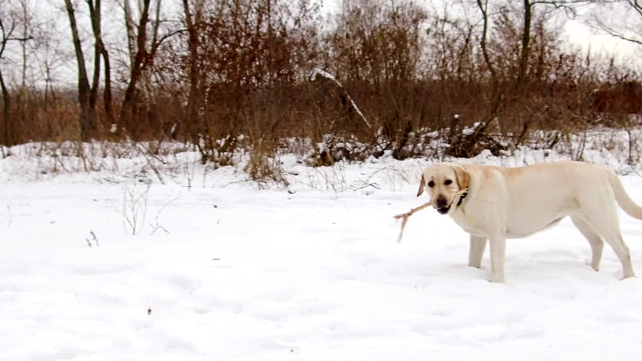 perro labrador amarillo pálido
