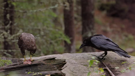 Sly-raven-tries-to-scavenge-morsel-of-food-from-feeding-Eurasian-Buzzard,-close