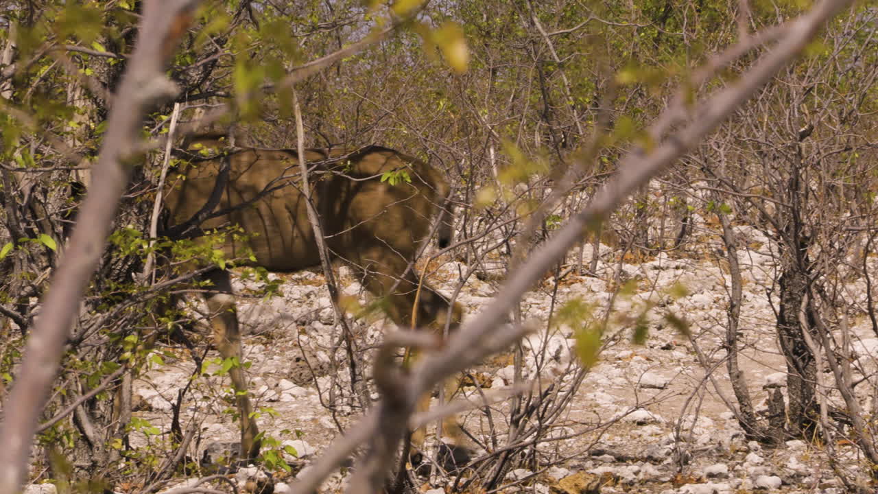 A female kudu walks in slow motion through a thicket in Namibia. The landscape is flat and dry with some green mopane trees. Eventually, the antelope leaves the frame to the left
