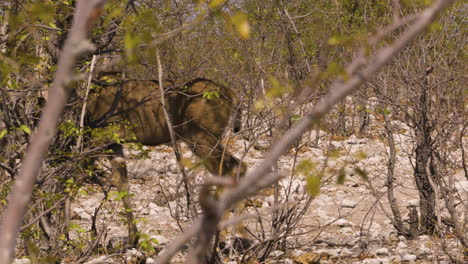 a female kudu walks in slow motion through a thicket in namibia. the landscape is flat and dry with some green mopane trees. eventually, the antelope leaves the frame to the left