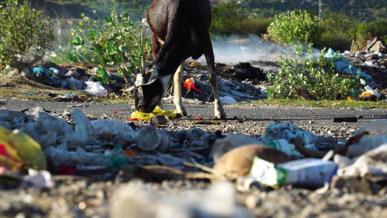 쓰레기를 먹는 염소, 배경에서 타는 쓰레기