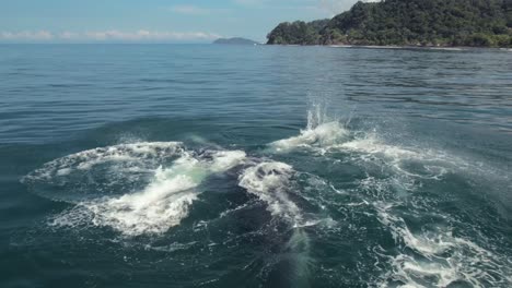 madre y bebé ballena jugando océano costa rica