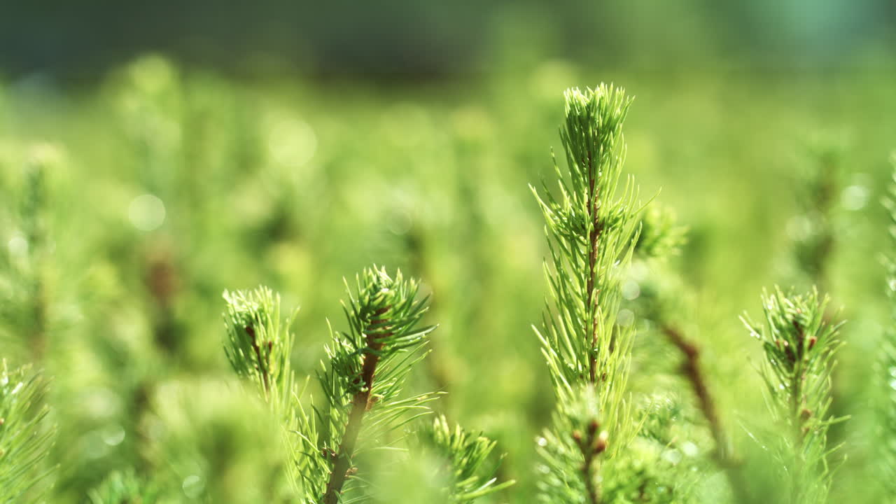 씨 ⁇ 에서 자란 씨 ⁇ 에서 소나무의 재배. 소나무 재배