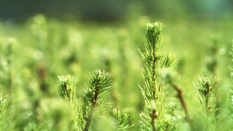 Cultivation-of-pine-trees-from-seedlings-grown-from-seeds.-Growing-pine