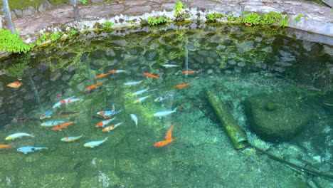 clear clean pond with koi fish swimming during sunny day, close up top view