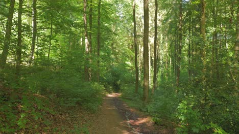 Lush green wild park in Saarbrucken, Germany during daytime. 4k.