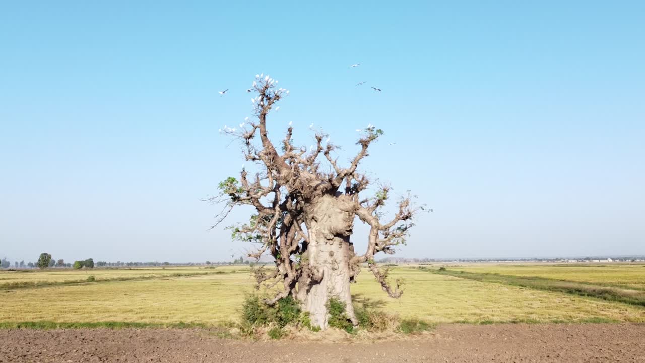 Le baobab est une merveille naturelle ancienne, connue pour son tronc massif, sa longue durée de vie et sa capacité à fournir de la nourriture, de l’eau et des médicaments aux communautés africaines.
