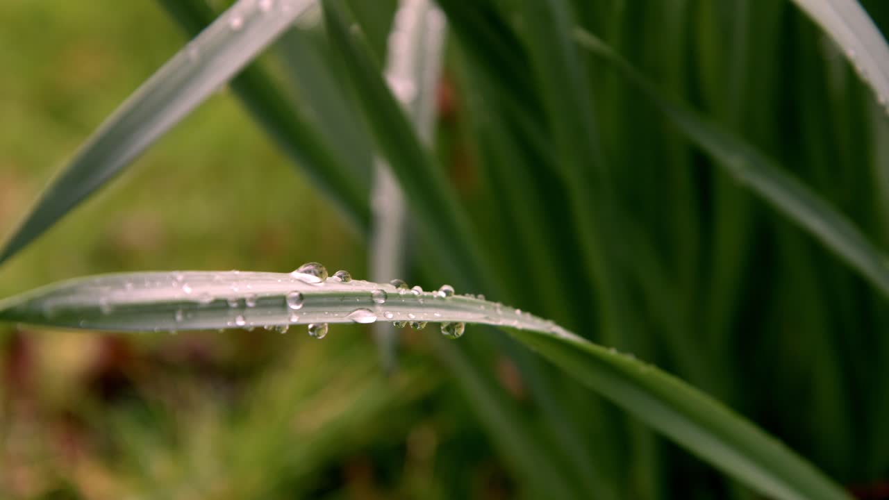 una foto macro de gotas de lluvia en una hoja
