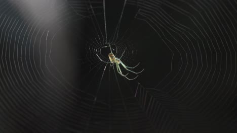 spider eating bug in a spider web