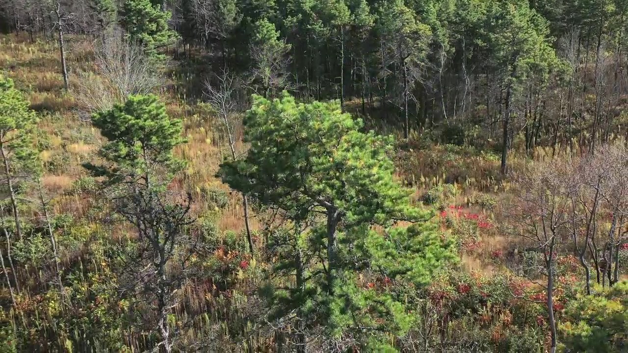 Looking down on a pine tree in the woods and fields