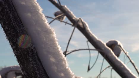 Snow-layer-on-frozen-flower-stem,-windy-winter-weather,-snowflakes-in-air