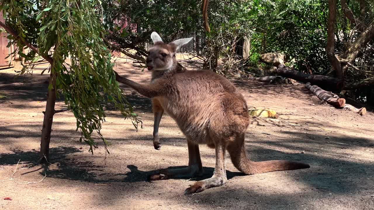 Cute Kangaroo eating some leaves at the San Diego Safari Park Zoo