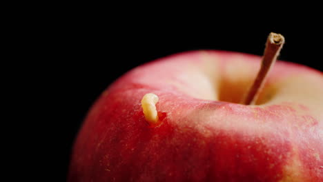 Worm climbs out a rotten apple 3