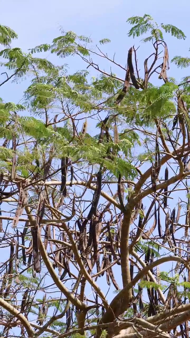 Rami di albero di Saman ondeggiano al vento, con foglie verdi e lunghi baccelli, di giorno