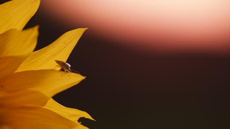 a bumblebee and bug climbing on sunflower blossom leaf closeup