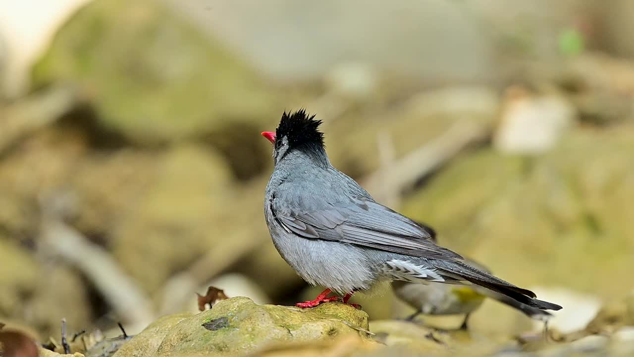 High-definition footage captures the sharp contrast between the bird's dark feathers and the sparkling, moving water of a shaded brook