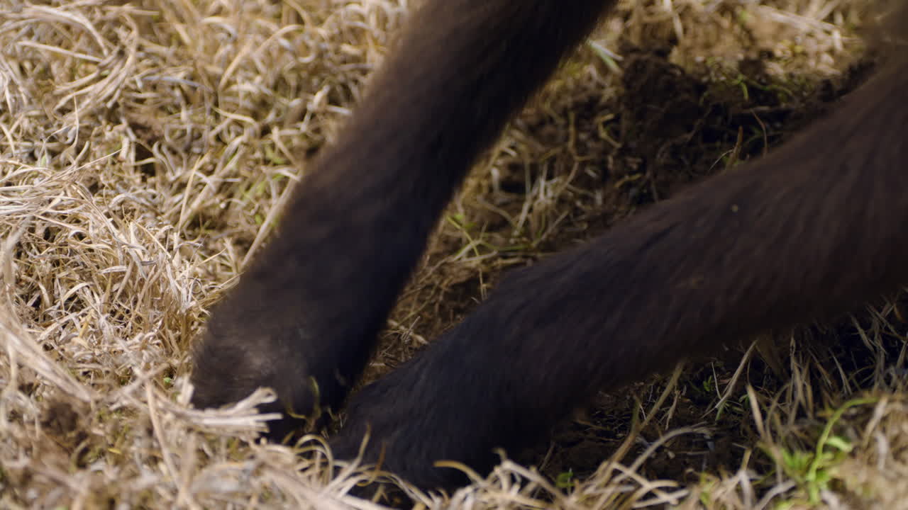 Gelada Monkey Foraging In The Grass In Simien Mountains National Park, Ethiopia. - closeup shot