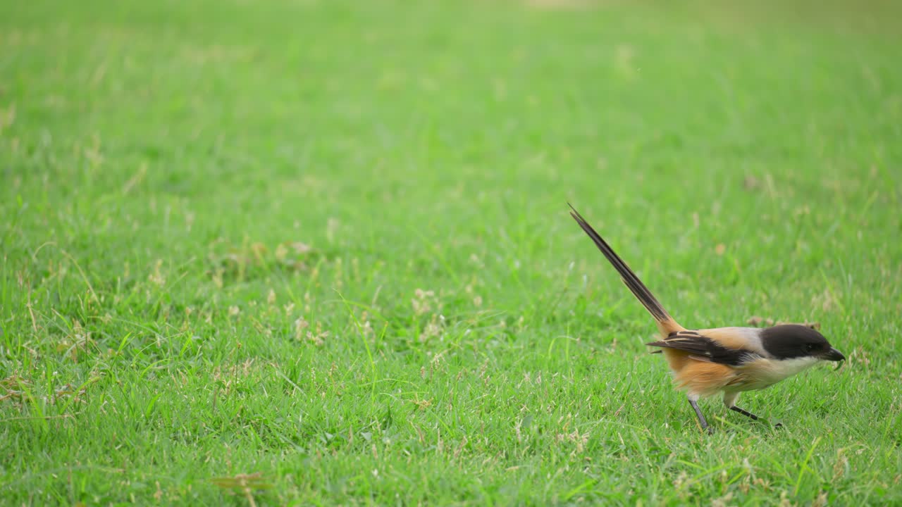 긴꼬리 때까치 점프와 녹색 잔디밭에서 먹이 곤충 잡기 - 클로즈업 슬로우 모션