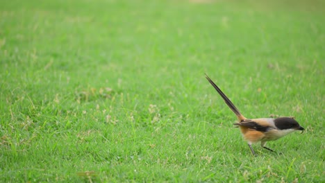 Langschwänziger-Würger-Springt-Und-Fängt-Beuteinsekten-Auf-Grünem-Rasen---Nahaufnahme-In-Zeitlupe