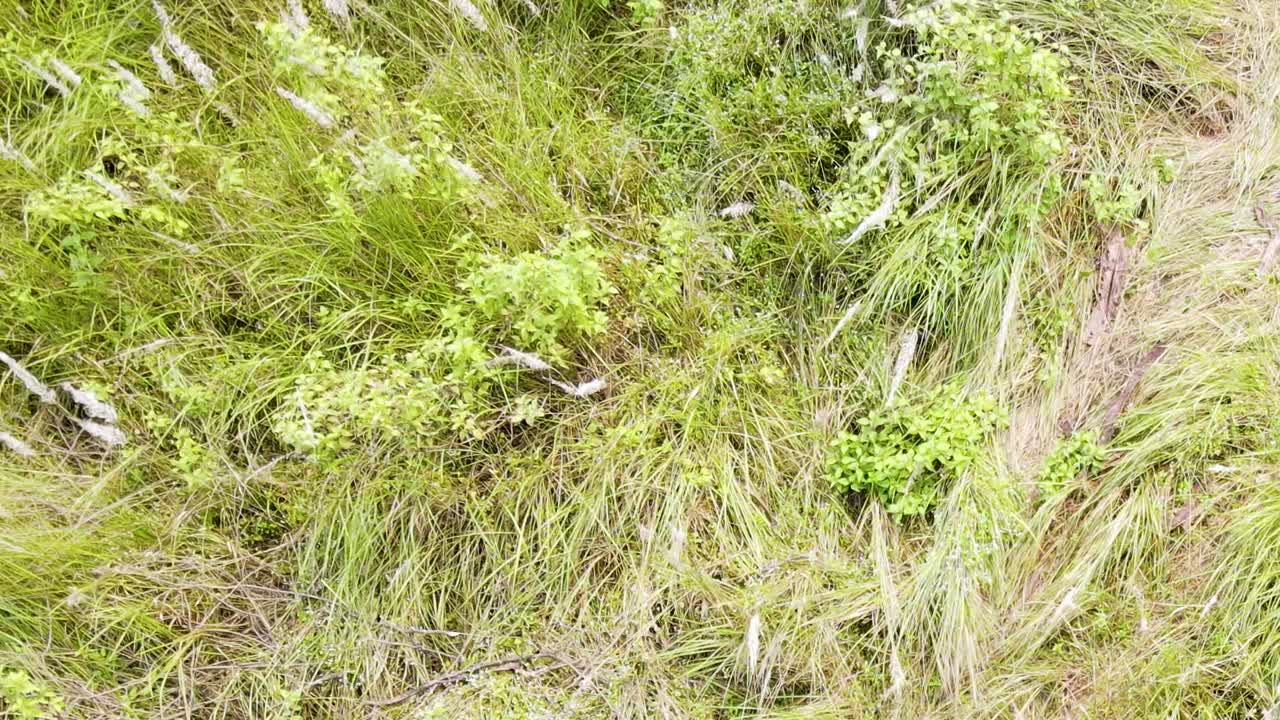 Ripresa aerea in picchiata con drone attraverso erba kans e canna da zucchero selvatica