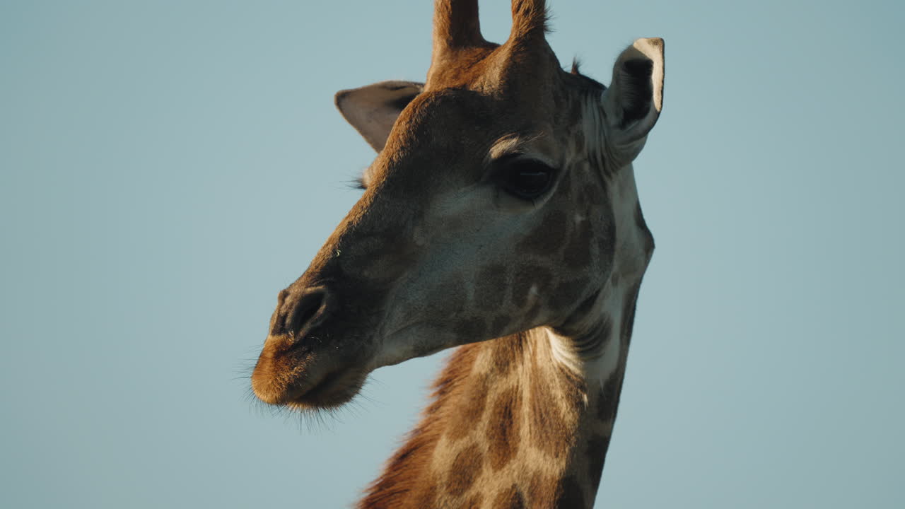 A giraffe's elegant features are highlighted in close-up during the golden hour, with its long neck and distinctive spots bathed in warm, golden light