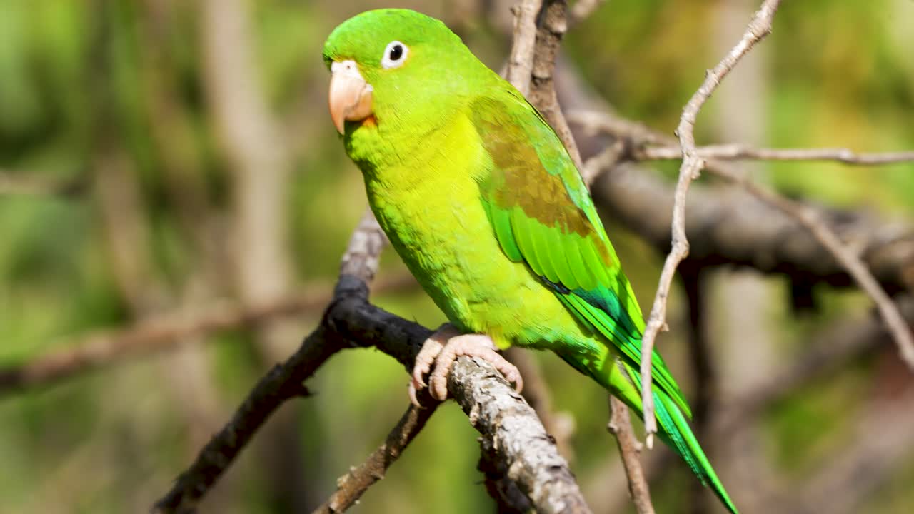 Close up footage of a bronzed parakeet singing in its natural habitat in Cali Colombia surrounded by greenery and forest sounds