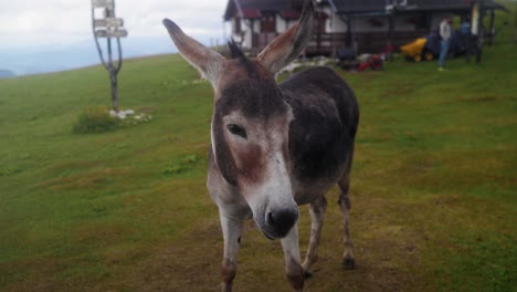 A-close-up-shot-of-a-donkey-at-a-green-meadow-during-summer