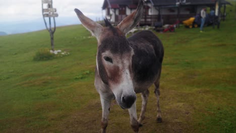 a close up shot of a donkey at a green meadow during summer