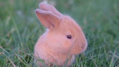 beautiful red bunny in green grass. little rabbit