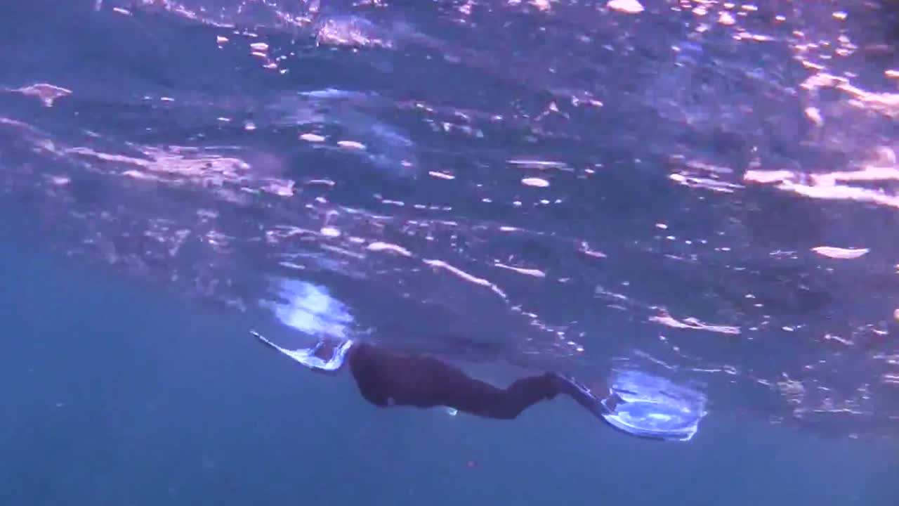 Snorkelers find a big Mantaray in Caribbean waters