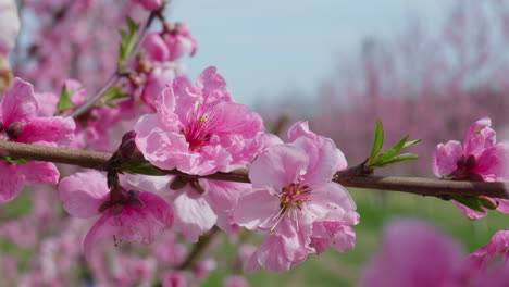 peach blossoms swaying gently in the breeze on a sunny spring day