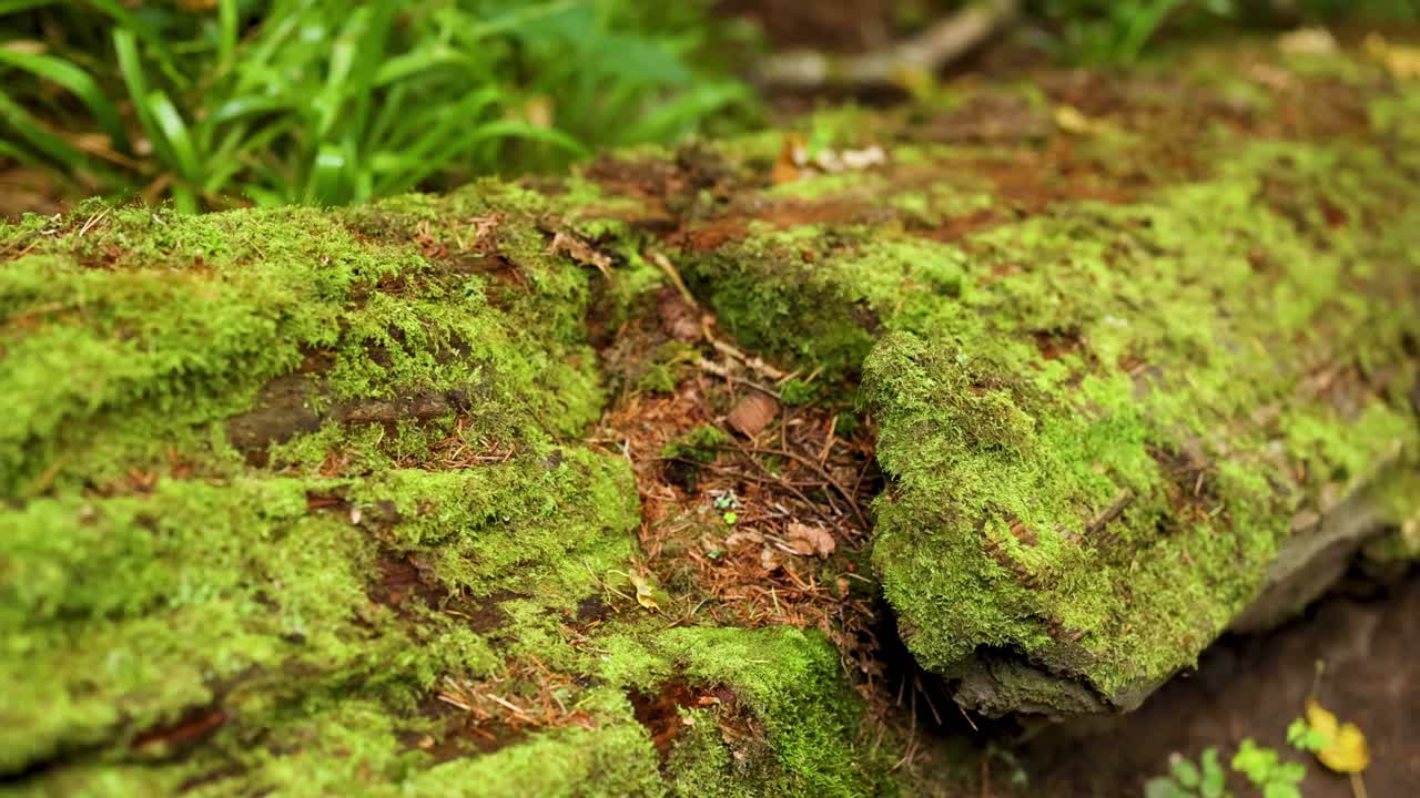 Primo piano di un tronco muschioso nella foresta di Dunkeld
