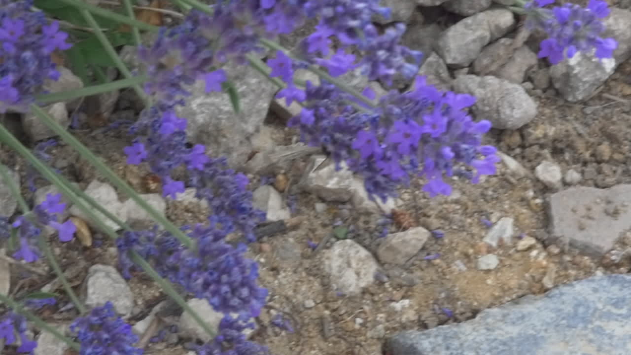 imágenes de cerca de un abejorro polinizando flores de lavanda en un jardín botánico rocoso, en el campo