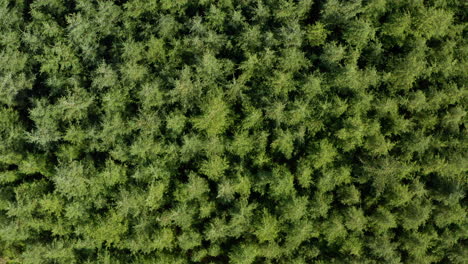 top down aerial slider shot over conifer trees