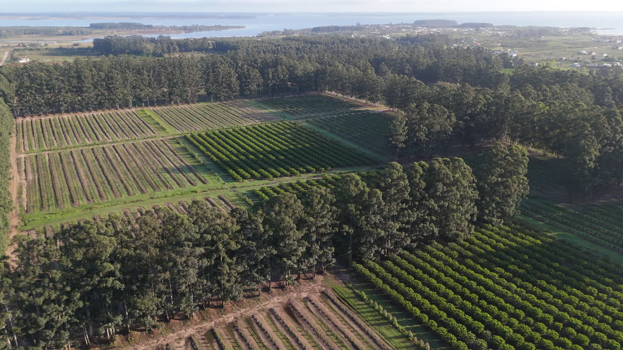 Aerial view of fruit tree crops surrounded by dense forest. Monoculture. Argentina.